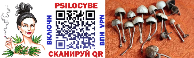 Псилоцибиновые грибы Psilocybe  Сланцы 