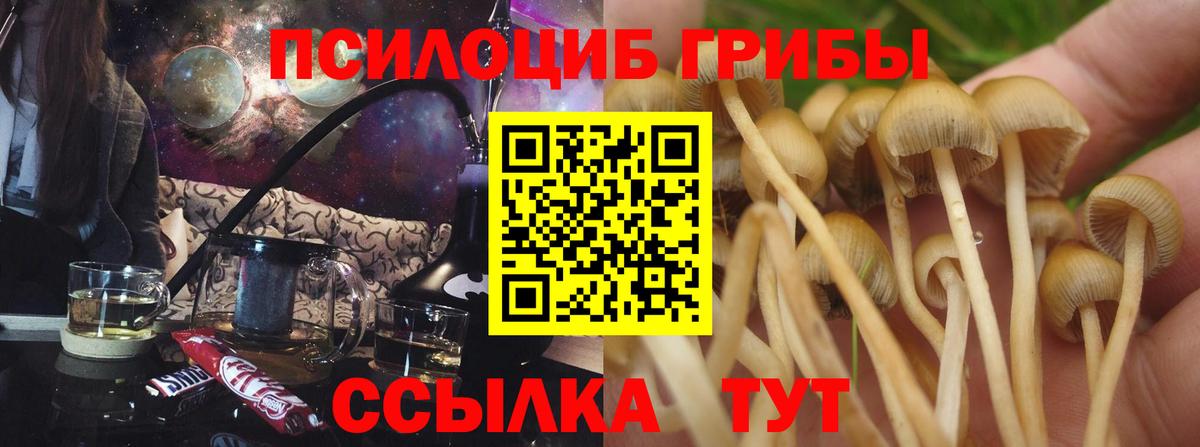 Сланцы  Псилоцибиновые грибы мухоморы  купить  цена  Вход с VPN 